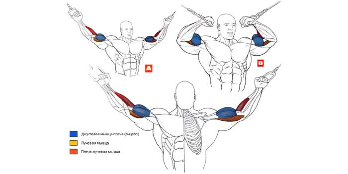 Crossover Biceps Cvičenie