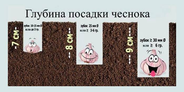 Hĺbka výsadby cesnaku