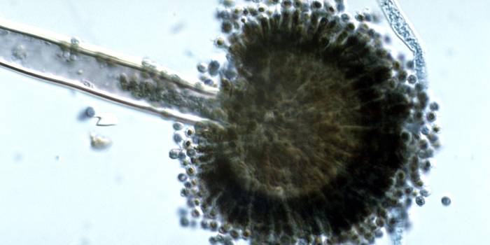 Aspergillus niger