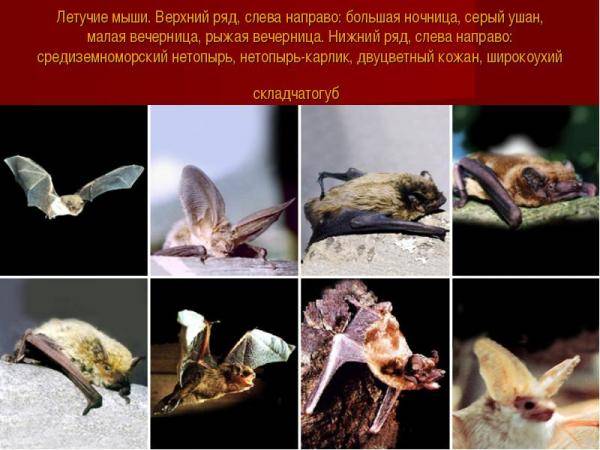 Druhy netopierov