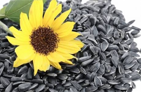 El daño y los beneficios de las semillas de girasol