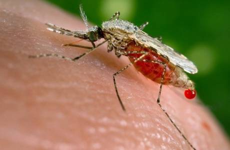 Mosquito da malária