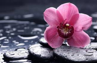 Orchid Primer