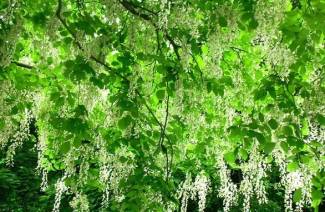 Sophora Japonec