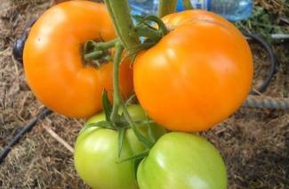 Honey Tomato