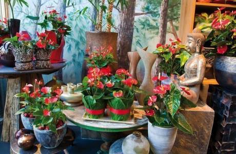Anthurium - opieka domowa