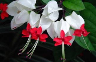 Clerodendrum