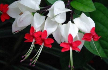 Clerodendrum