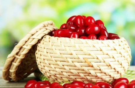 Корисна својства псећег дрвета