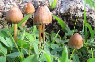 Cogumelo psilocibina