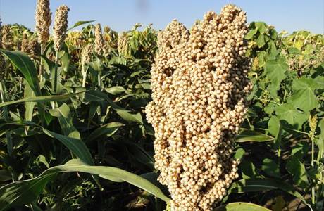 O que é sorgo