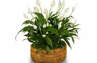 Spathiphyllum - opieka domowa
