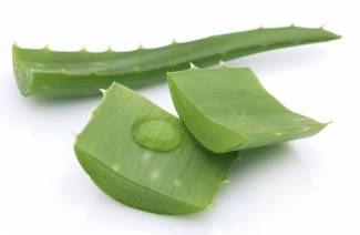 Propriedades medicinais e contra-indicações de aloe