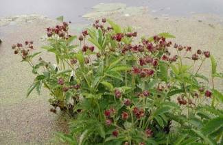 Užitočné vlastnosti a kontraindikácie marsh cinquefoil