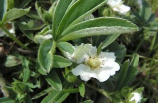 Cinquefoil branco