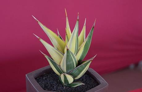 Sansevieria