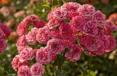 Rosas de arbusto
