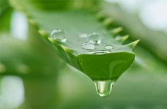 Suco de aloe para pele do rosto