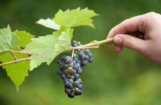 Como propagar as uvas da menina