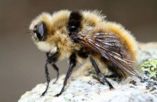 Larwa Gadfly