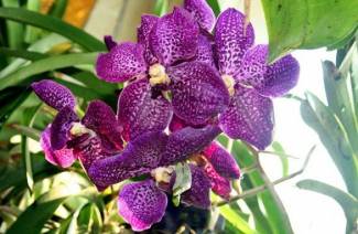 Orchidea Wanda