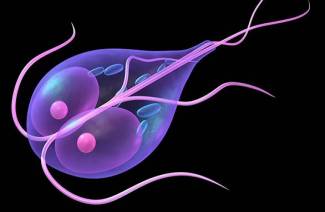 Giardia w wątrobie