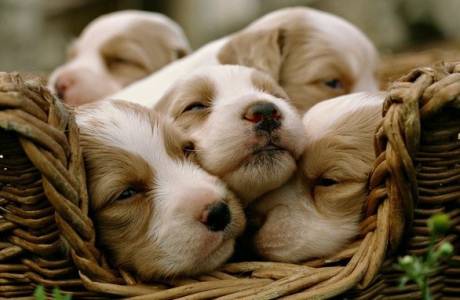 Como nomear um filhote de cachorro