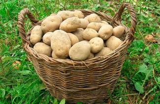Erken patates çeşitleri