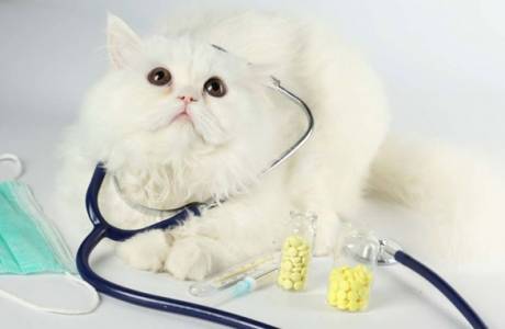 Esterilização por gato