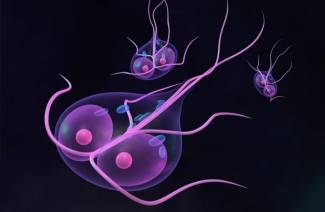 Leczenie Giardia u dorosłych