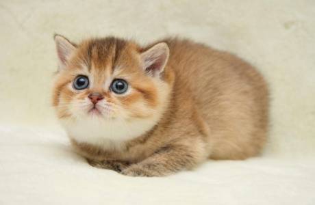 Como determinar a idade de um gatinho