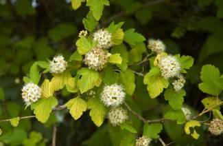 Physocarpus kalinolistny
