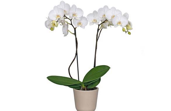 Kiedy przesadzić orchideę
