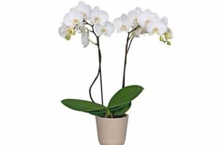 Kedy transplantovať orchidea