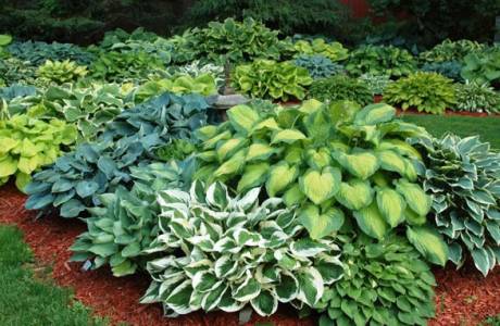 Hosta - lądowanie i opieka