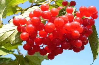 Propriedades úteis de viburnum