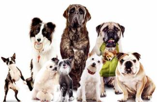 Proplan pre psov