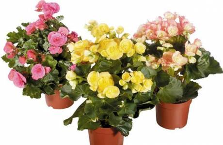 Begonia - opieka domowa