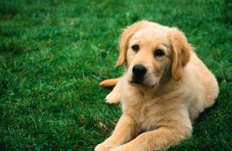 Znaki Worms in a Dog