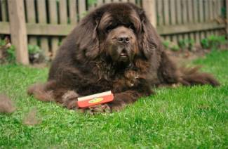 Furminator dla psów