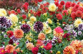 Dahlias - Bakım ve Büyüme