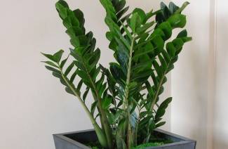 Zamioculcas - opieka domowa