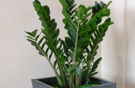 Zamioculcas - opieka domowa