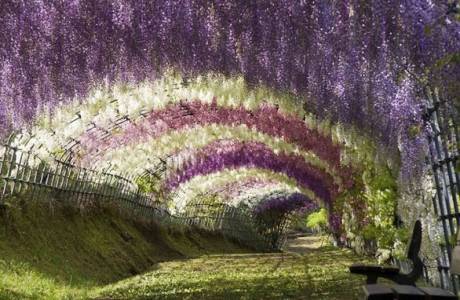 Wisteria - pestovanie a starostlivosť doma