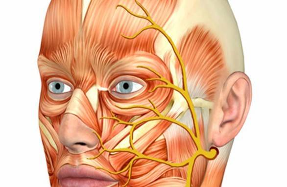 Nervo facial
