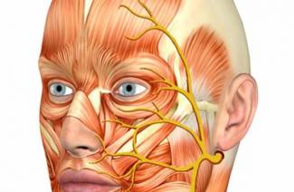 Nervo facial