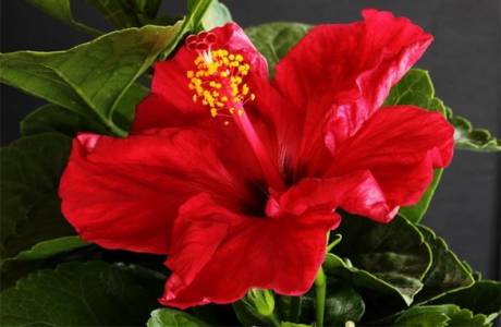 Co to jest hibiskus?