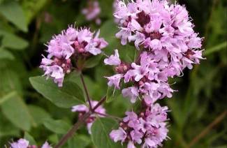 Origanum comum