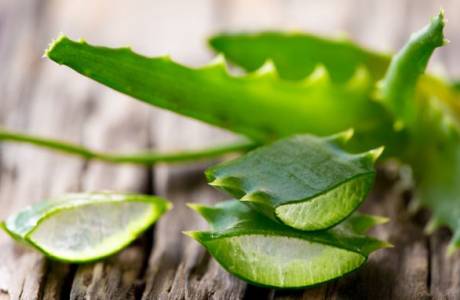 Aloe vera