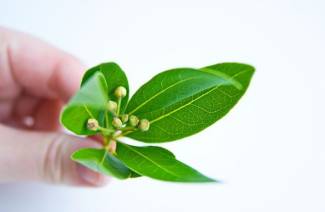 Laurel para la diabetes